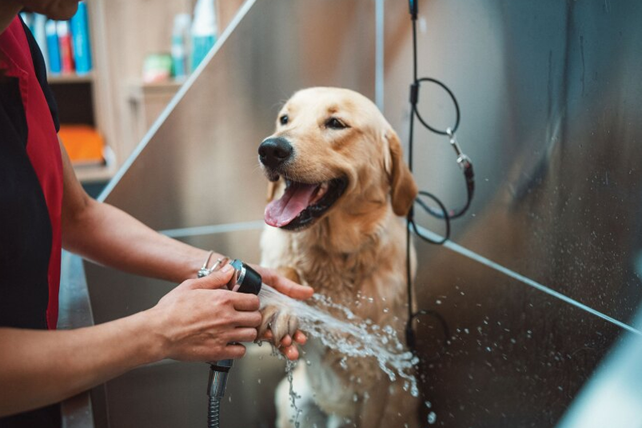 best online vet consultation india