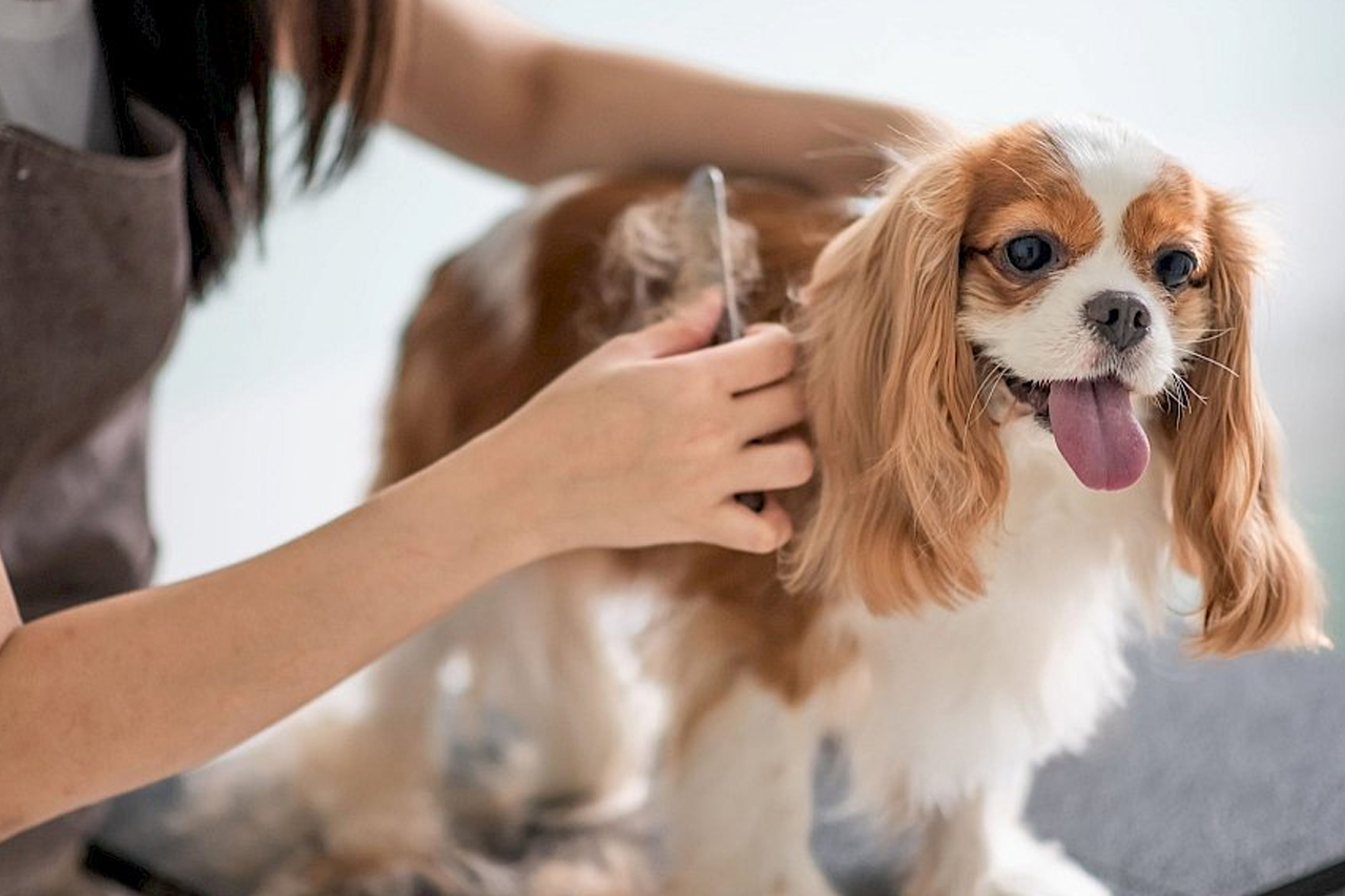 best online vet consultation india