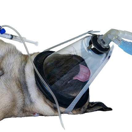 best online vet consultation india
