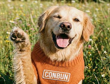 best online vet consultation india