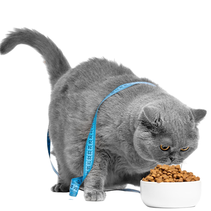 best online vet consultation india