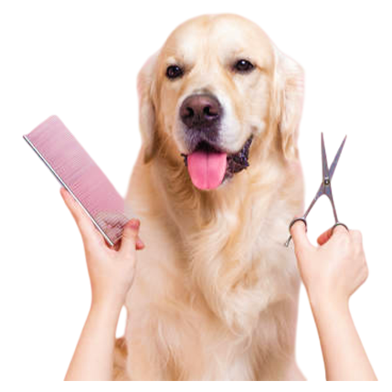 best online vet consultation india