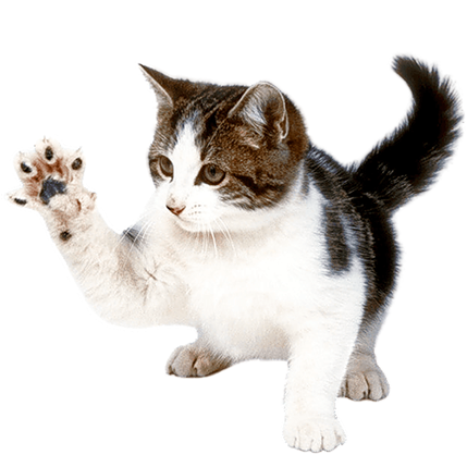 best online vet consultation india