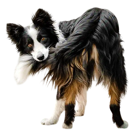 best online vet consultation india