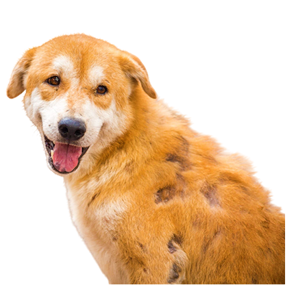 best online vet consultation india