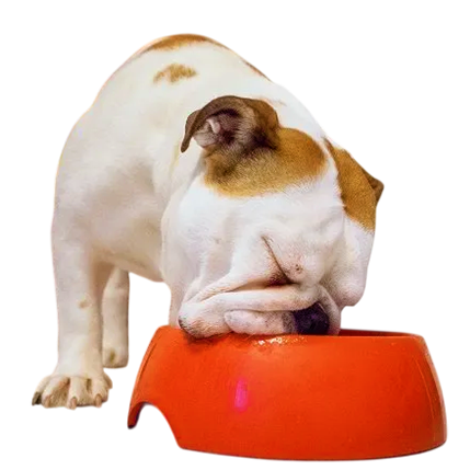 best online vet consultation india