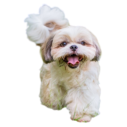 best online vet consultation india