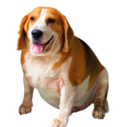 best online vet consultation india
