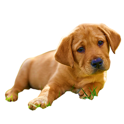 best online vet consultation india