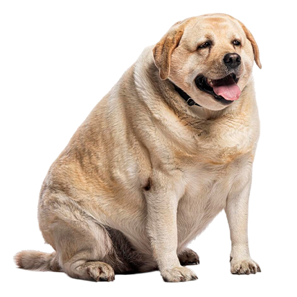 best online vet consultation india