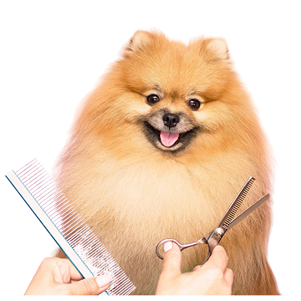 best online vet consultation india