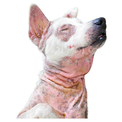 best online vet consultation india