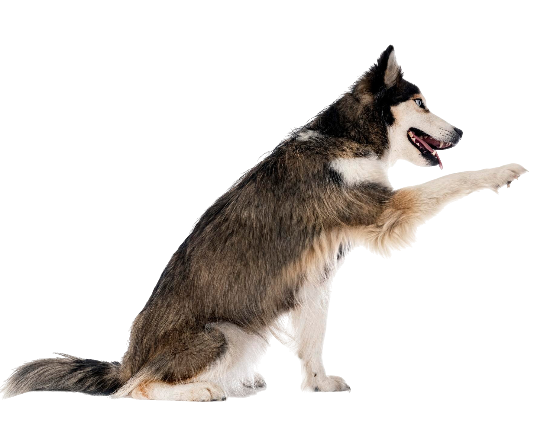 best online vet consultation india